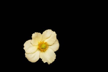 Siyah bir arka planda izole edilmiş sarı pullu tek bir narin beyaz çiçek. Minimalist kompozisyon, çiçeğin doğal güzelliğini ve basitliğini vurguluyor ve çarpıcı bir kontrast sunuyor.. 