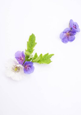 Zarif bir çiçek aranjmanı menekşe sardunya çiçekleri, beyaz bir gelincik ve el değmemiş beyaz arka planda canlı yeşil yapraklar sergiliyor. Tasarım projeleri için minimalist ve taze. Düz yatıyordu 