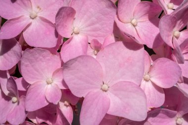 Pembe ortanca yapraklarının yakın çekimi yumuşak dokularını ve narin görünümlerini gözler önüne seriyor. Çiçek temalı tasarımlar, romantik kartlar veya doğadan esinlenilmiş projeler için idealdir.. 