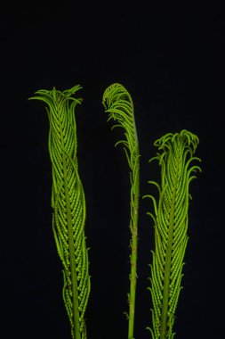 Üç genç eğreltiotu yaprağının yakın çekimi, biri siyah arka plana karşı açılmaya başlıyor. Parlak yeşil doku ve kıvrımlı yapraklar çarpıcı bir doğal bileşim oluşturur.. 