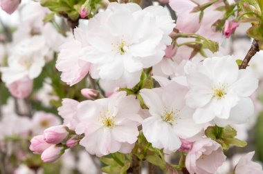 Parlak yeşil yaprakları ve yumuşak doğal ışığı olan bir ağaç dalında çiçek açan armut ağacının güzel beyaz çiçekleri. Bahar teması ve doğa fotoğraf tasarımı için mükemmel.