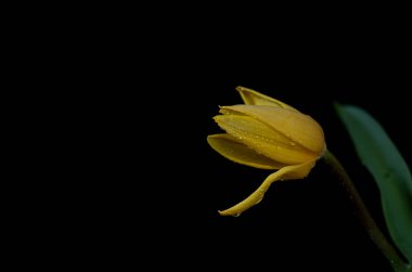 şeftali narin lale yumuşak mavi arka planda.