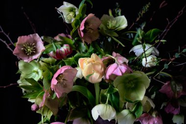 Çiçek buketlerini kapatın. Hellebores ve huş dallarını siyah arka planda tutun. Huysuz çiçekler. Renk çiçekleri.