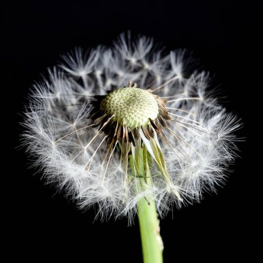 Siyah arka planda beyaz bir karahindibanın Macro fotoğrafı. Estetik fotoğraf