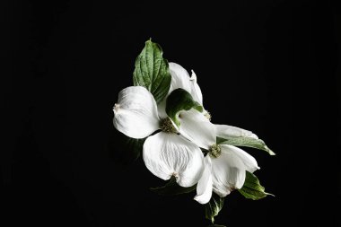 Siyah arka planda çiçek açan beyaz kızılcık ağaçlı Cornus Florida çiçekleri. Durgun hayat, sade fotoğraf