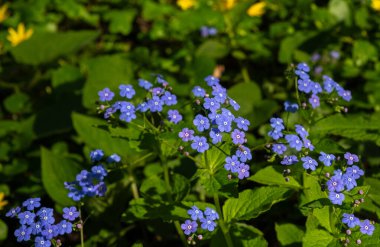 Güneşli bir bahçede yemyeşil yaprakların arasında açan güzel mavi unutma benekler. Doğa fotoğrafçılığı, çiçek tasarımları ve bahar temalı görseller için mükemmel. Ayışığı çiçekleri