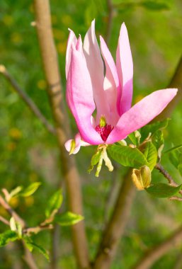 Yeşil bir bahar parkının yakın plan pembe Magnolia 'sı. Bulanık ve seçici odaklanma. Bulanık 
