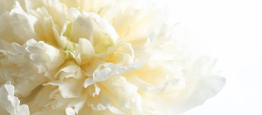 Beyaz arka planda yumuşak beyaz şakayık çiçeklerinin yakın çekimi. yumuşak yapraklar ve tatlı su damlacıkları dingin ve saf bir çiçek bileşimi oluşturur. Bulanık ve seçici odaklanma. Boşluğu kopyala