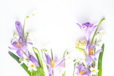 Spring flowers purple crocuses and white snowdrops arranged on a bright white background with ample copy space. Perfect for seasonal or floral-themed designs. Top view, flat lay clipart