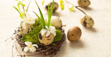  Banner. Easter composition in a natural style. Flower arrangement with flowers and eggs in the nest clipart