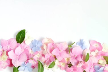 Beyaz arka planda ortanca çiçeklerinin çiçekli arkaplanı. Üst manzara, düz yatış. Çiçek arkaplanı. Boşluğu kopyala