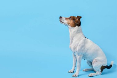 Beyaz ve kahverengi Jack Russell Terrier kızı mavi arka planda oturuyor. Köpek yukarı bakıyor, iyi duruş ve antrenman gösteriyor. Evcil hayvan ürünleri için ideal. Boşluğu kopyala
