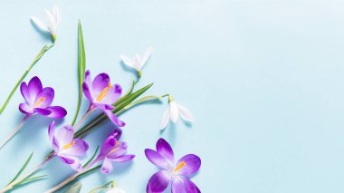 Yumuşak mavi arka planda renkli çiçek safranı. Bahar çiçekleri, timsahlar ve kardelenmiş çiçek kartı. Baharın ilk çiçekleri. Düz yatış, üst görünüm