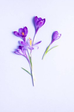 Yumuşak bir pastel arka planda dizilmiş zarif mor kır çiçekleri. Bahar temaları, tebrik kartları ve doğadan esinlenilmiş tasarımlar için mükemmel bir çiçek kompozisyonu. Uzayı kopyala Düz yatıyordu 
