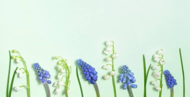 Vadideki zambakların narin bahar çiçekleri ve pastel yeşil bir arka planda sıralanmış muscari. Yumuşak doğal ışıklandırma çiçek kompozisyonunun tazeliğini ve zarafetini arttırır.. 