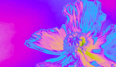 Dijital olarak geliştirilmiş neon gelincik canlı eflatun arkaplanlı. Modern tasarım, moda ve yaratıcı projeler için mükemmel renkleri olan soyut ve fütüristik botanik çalışmaları. Dijital çiçek