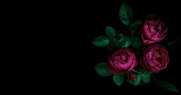 Huysuz çiçekler. Siyah arka planda koyu kırmızı renkli güller. Bulanık ve seçici odaklanma. Gösterişsiz fotoğraf. Pankart. Boşluğu kopyala