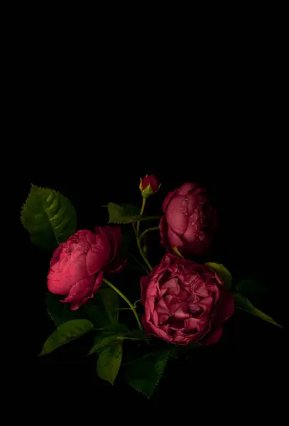 Huysuz çiçekler. Siyah arka planda koyu kırmızı güller. Bulanık ve seçici odaklanma. Boşluğu kopyala