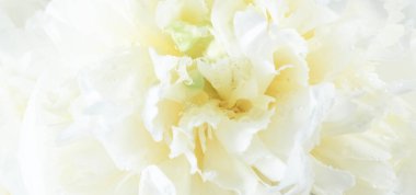 Yapraklarına su damlaları damlayan beyaz şakayıklara yakın çekim. Hassas doku, yumuşak ışık ve romantik ruh hali havadar ve zarif bir kompozisyon yaratır. Yumuşak pastel çiçekler, parfüm çiçekleri. Pankart