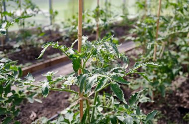 Genç domates açan bitkiler destek için ahşap kazıklarla bir serada yetişiyor. Yemyeşil yapraklar ve sağlıklı gövdeler organik tarımı gösteriyor. Bahçe işleri, sürdürülebilirlik temaları.