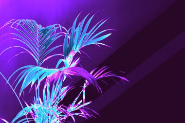 Vibrant neon palm leaves glowing in purple and blue futuristic lighting. A stylish and modern botanical concept with a cyberpunk aesthetic. Great for backgrounds, wallpapers. Retrofuturism  clipart