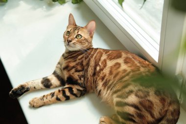 Güzel Bengal kedisi rahat bir odada pencere eşiğinde uzanıyor. Bulanık arkaplan
