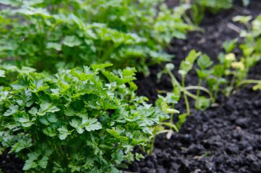 Bereketli topraklarda yetişen taze maydanozların yakın çekimi. Yatakta taze yeşil yapraklar, organik büyüme, bahçe işleri ve doğal ürünler. Bulanık ve seçici odaklanma