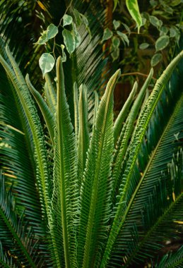 Cycas revoluta 'nın taze bir yaprağının makro' su. Ön planda bulanıklık ve seçici odaklanma. tam çerçeve. 