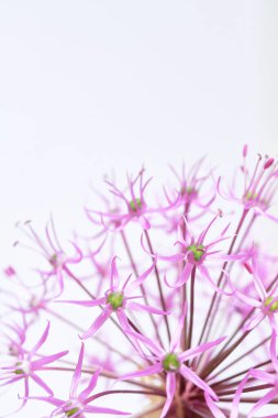 Allium çiçeği süslemeli soğan, pembe taç yaprakları ve açık arkaplanda yeşil mantarlar. Yumuşak ışık, hassas pastel tonlar. Botanik tasarım