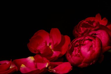 Koyu kırmızı güller ve koyu arkaplanda dağınık yapraklar. Çiçeklerin dokusunu vurgulayan çarpıcı ışıklandırmalı atmosferik fotoğraf. Yan görünüm, boşluk kopyala 