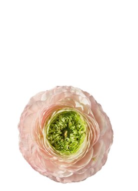 Yakın plan pembe ranunculus çiçeği beyaz arka planda izole edilmiş. Çiçek tasarımları, düğün davetiyeleri ve botanik projeleri için mükemmel. Boşluğu kopyala 