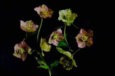 Huysuz bitki örtüsü. Helleborus Noel çiçekleri siyah arka planda. Bulanık ve seçici odaklanma. Gösterişsiz fotoğraf. Ekstrem Çiçek Yakın plan. 