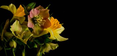 Sarı nergisli parlak bahar buketi ve zıt siyah arka planda narin cehennem kuşları. Kartpostallar, tasarım ve reklam için zarif bir kompozisyon. Uzun pankart, boşluğu kopyala 