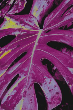 Koyu morumsu ve mor tonlarda canavar yaprağının yakın çekimi. Modern sanatsal renk efektli tropikal bitki fotoğrafçılığı. Botanik Pop Sanatı