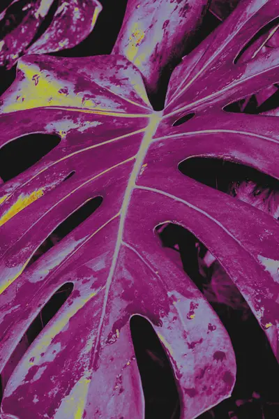 Koyu morumsu ve mor tonlarda canavar yaprağının yakın çekimi. Modern sanatsal renk efektli tropikal bitki fotoğrafçılığı. Botanik Pop Sanatı