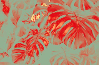 Canavar yapraklarının soyut arkaplanı doymuş kırmızı ve nane yeşili. Cesur tropikal desen. Botanik Pop Sanatı 