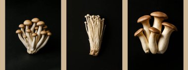 Enoki, Shimeji ve Kral istiridye gibi yenilebilir mantarların çeşitliliği siyah arka planda izole edilmiştir. Stüdyo aydınlatma, yüksek detay, sade anahtar. AL oluşturma resmi