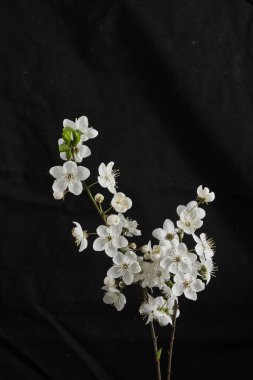 Siyah desenli arka planda çiçek açan kiraz ağacı dalı. Stüdyo yakın çekim. Bahar, doğa, botanik.