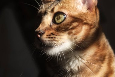 Bengal kedisinin anlamlı bakışlı yan portresi. Sanatsal ışık ve gölgeler ceketin dokusunu vurgular. Bulanık ve seçici. İfade Eden Kedi Portreleri