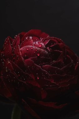 Kadife yaprakların üzerine su damlaları damlayan koyu kırmızı bir ranunculus çiçeğinin yakın çekimi. Karamsar ışıklandırma ve siyah arkaplan dramatik ve romantik atmosferi güçlendirir. Gösterişsiz fotoğraf. Boşluğu kopyala