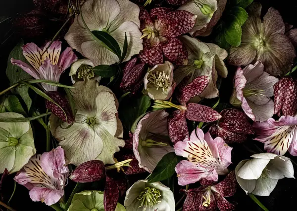 Siyah arka planda hellebore, fritillaria ve alstroemeria çiçekleri barındıran yaratıcı çiçek düzeni. Üst manzara, düz yatış. Huysuz bitki..