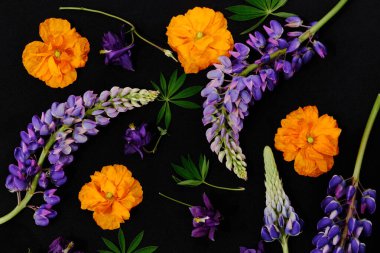 Canlı mor lupin çiçekleri, turuncu gelincikler ve siyah arka planda yeşil yapraklar. Doğadan esinlenilmiş tasarımlar ve mevsimsel projeler için taze botanik desen. 