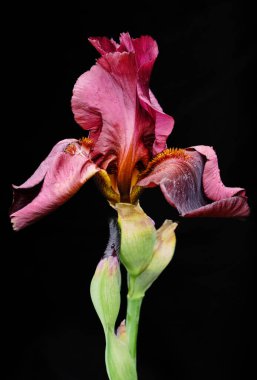 Siyah arka planda menekşe zambağı fotoğrafı. Huysuz bitki..