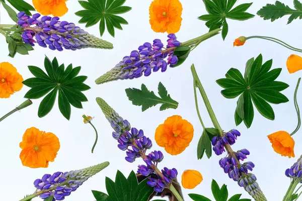 Canlı mor lupin çiçekleri, turuncu gelincikler ve beyaz arka planda yeşil yapraklar. Doğadan esinlenilmiş tasarımlar ve mevsimsel projeler için taze botanik desen.