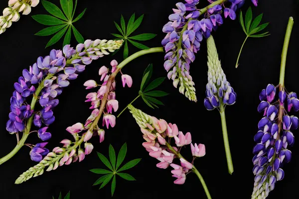 Yassı mor lup çiçekleri ve siyah arka planda yeşil yapraklar. Doğadan esinlenilmiş tasarımlar ve mevsimsel projeler için taze botanik desen.