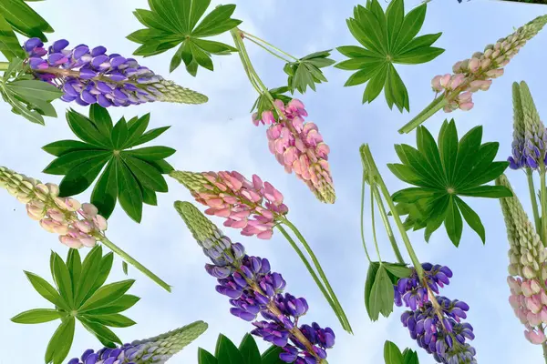 Düz mor ve pembe lupin çiçekleri ve mavi arka planda yeşil yapraklar. Doğadan esinlenilmiş tasarımlar ve mevsimsel projeler için taze botanik desen.