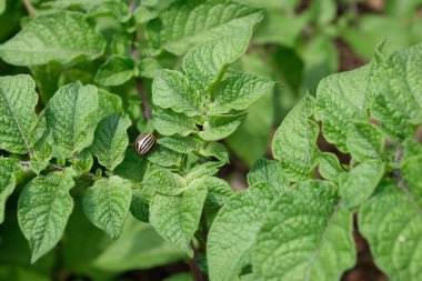 Colorado patates böceği taze yeşil patates yaprakları üzerinde. Bulanık ve seçici odaklanma. 