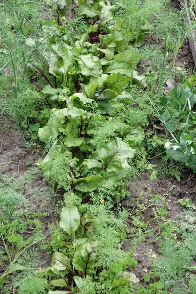 Bereketli topraklarda yetişen taze pancar yeşillikleri, dereotu ve yeşil soğanların yakın çekimi. Gren Organik, bahçıvanlık ve doğal ürünler. Bulanık ve seçici odaklanma