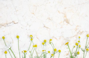 Parlak mermer bir yüzey boyunca dizilmiş narin papatya çiçekleri. Kopyalama alanı ya da markalaşması olan minimum doğal düz. 