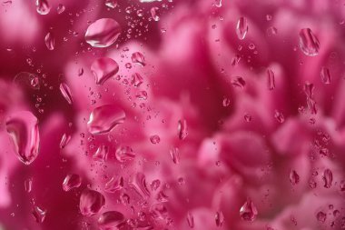 Cam yüzeyine yakın plan su damlaları ve arka planda yumuşak odaklı pembe çiçekler. Romantik, rüya gibi ve soyut çiçek konsepti. 